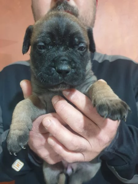 Cuccioli Bullmastiff | Foto 2