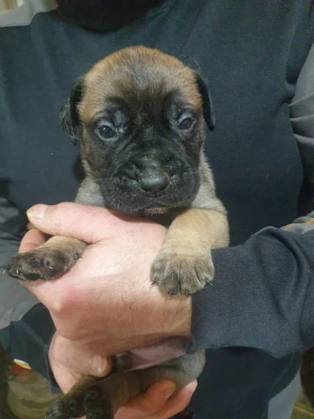 Cuccioli Bullmastiff | Foto 0