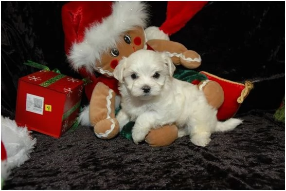 Cucciole di Maltipoo colore biscotto | Foto 2