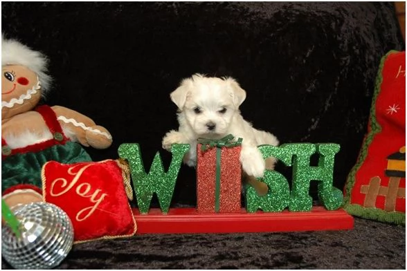 Cucciole di Maltipoo colore biscotto | Foto 1