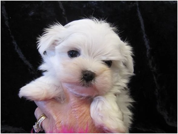 Cucciole di Maltipoo colore biscotto | Foto 0