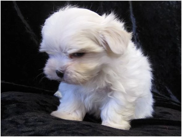 Cucciole di Maltipoo colore biscotto