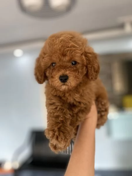 Cuccioli di Barboncino cercano casa piena damore