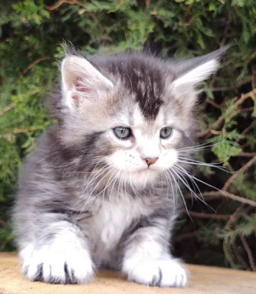 Gattini Maine CoonAmorevoli e Giocherelloni | Foto 0