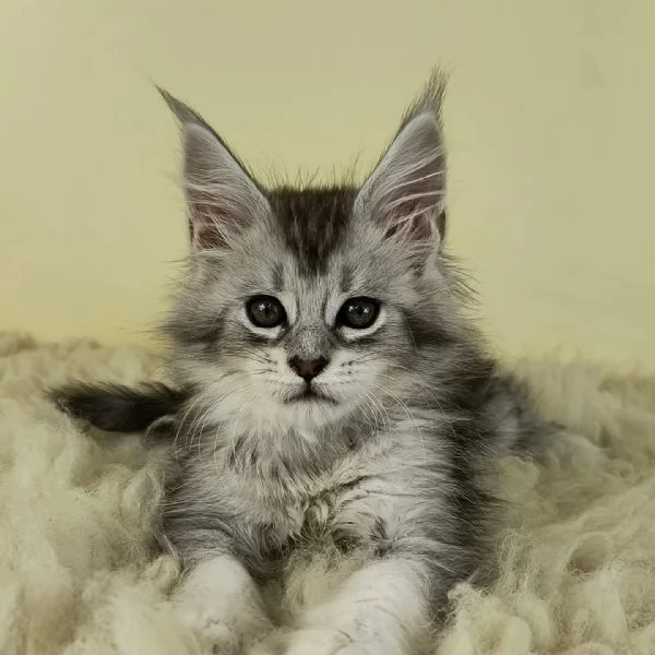 Maine coon cuccioli 