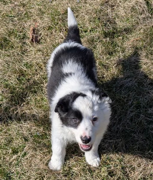 Cuccioli di border collie 