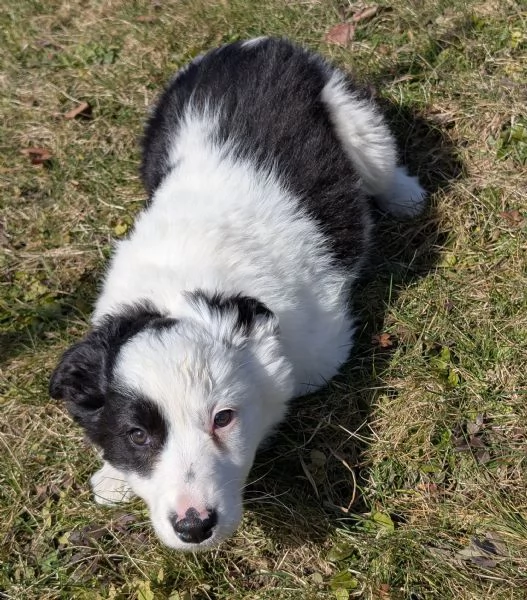 Cuccioli di border collie  | Foto 4
