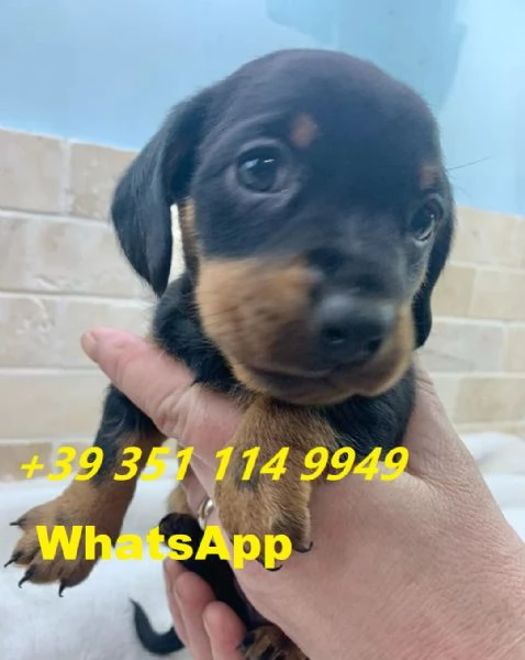 Regalo bellissimi cuccioli di Bassotto maschio e femmina | Foto 0