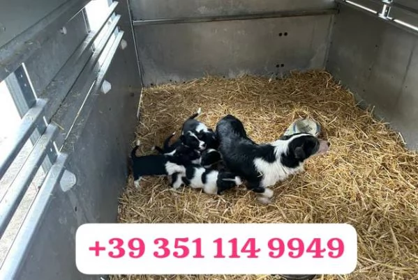 Regala un cucciolo di Border Collie maschio e femmina