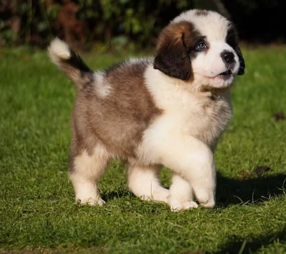 Adorabili cuccioli di San Bernardo | Foto 0