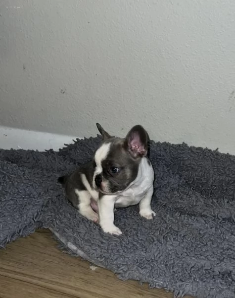 Adorabili cuccioli di bulldog francese in vendita  | Foto 4