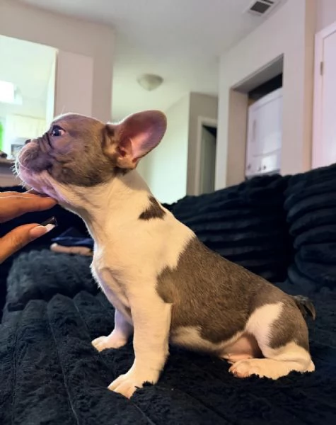 Adorabili cuccioli di bulldog francese in vendita  | Foto 3