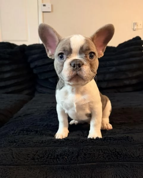 Adorabili cuccioli di bulldog francese in vendita 