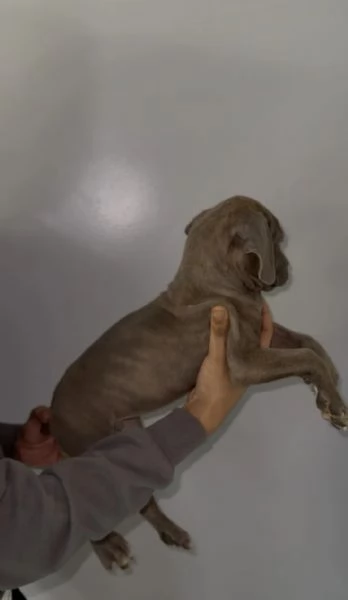 Cuccioli di Cane Corso super adorabili pronti a unirsi alle loro nuove famiglie | Foto 0