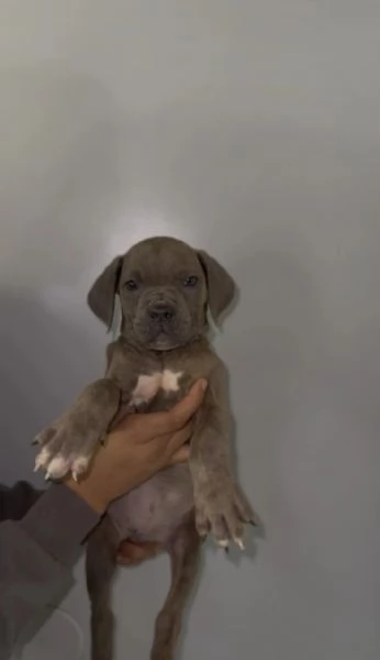Cuccioli di Cane Corso super adorabili pronti a unirsi alle loro nuove famiglie
