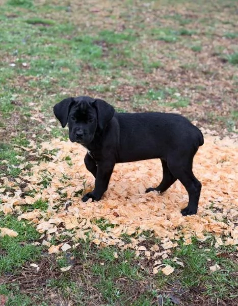 Cuccioli di Cane Corso super adorabili | Foto 1