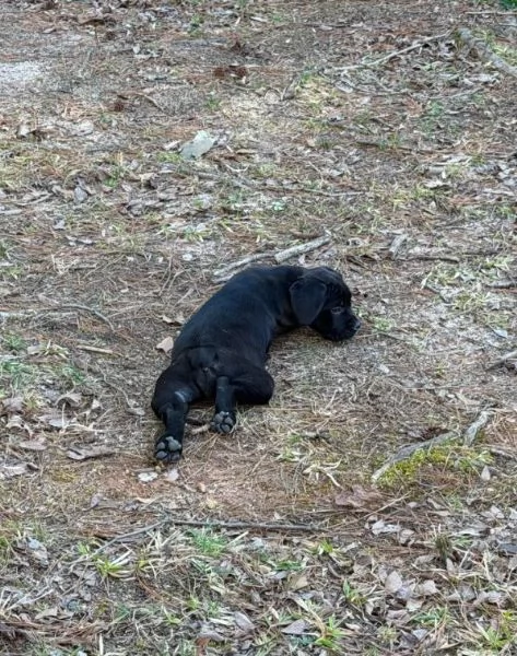Cuccioli di Cane Corso super adorabili