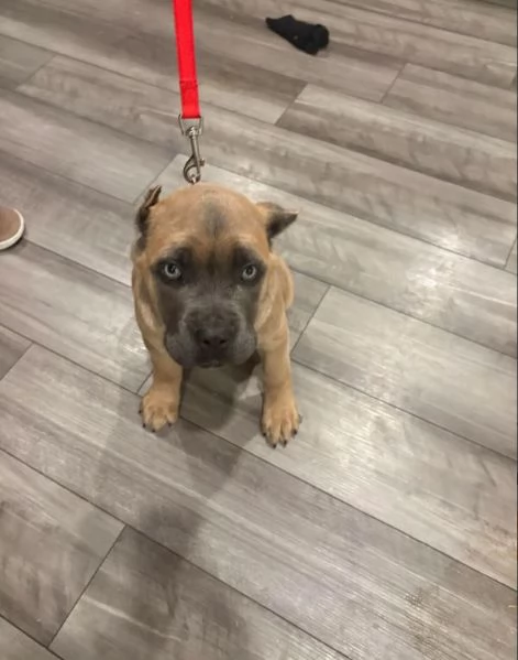 Cuccioli di Cane Corso Adorabili  Pronti per una Nuova Casa  | Foto 0
