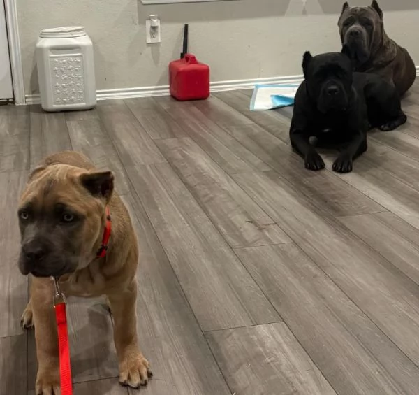 Cuccioli di Cane Corso Adorabili  Pronti per una Nuova Casa 
