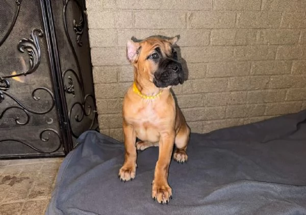 Cuccioli di Cane Corso Bellissimi  Affettuosi e Pronti per la Nuova Famiglia  | Foto 1