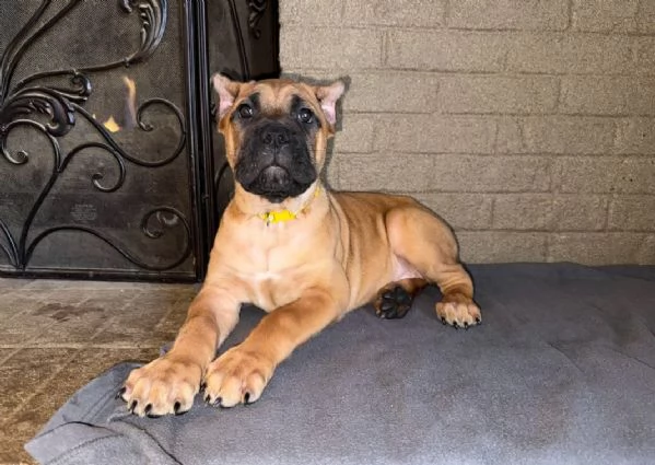 Cuccioli di Cane Corso Bellissimi  Affettuosi e Pronti per la Nuova Famiglia  | Foto 0