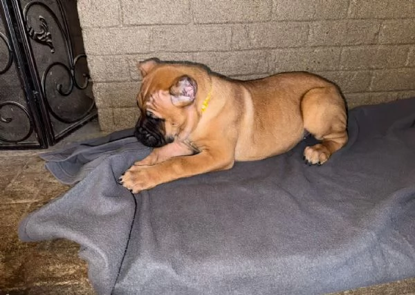 Cuccioli di Cane Corso Bellissimi  Affettuosi e Pronti per la Nuova Famiglia 