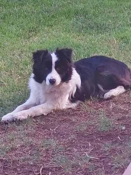 Cuccioli border collie linea bellezza | Foto 1