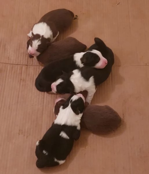 Cuccioli border collie linea bellezza | Foto 0