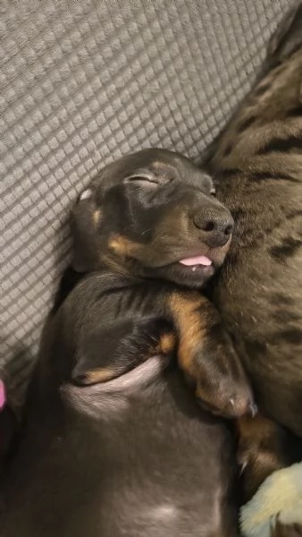 Vendita cuccioli bassotto tedesco con pedigree ENCI | Foto 3