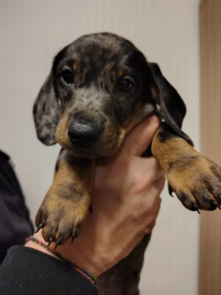 Vendita cuccioli bassotto tedesco con pedigree ENCI | Foto 1