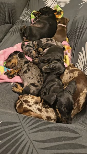 Vendita cuccioli bassotto tedesco con pedigree ENCI | Foto 0