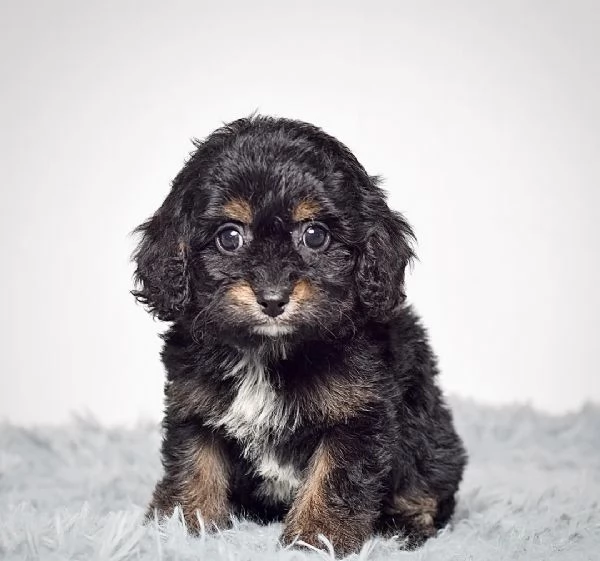 adorabile Mini Cavapoo