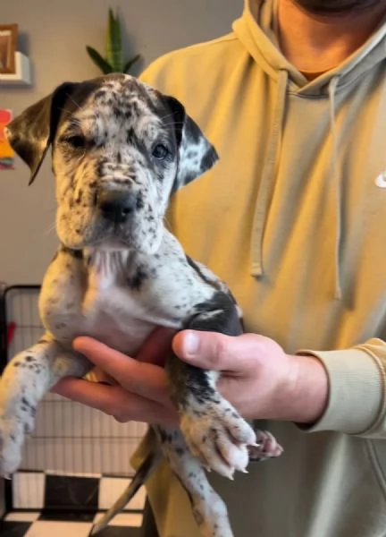 Cuccioli di Alano Blu Solido | Foto 0