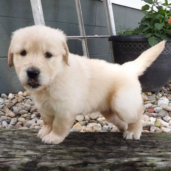 Splendidi cuccioli di Golden Retriever scuri