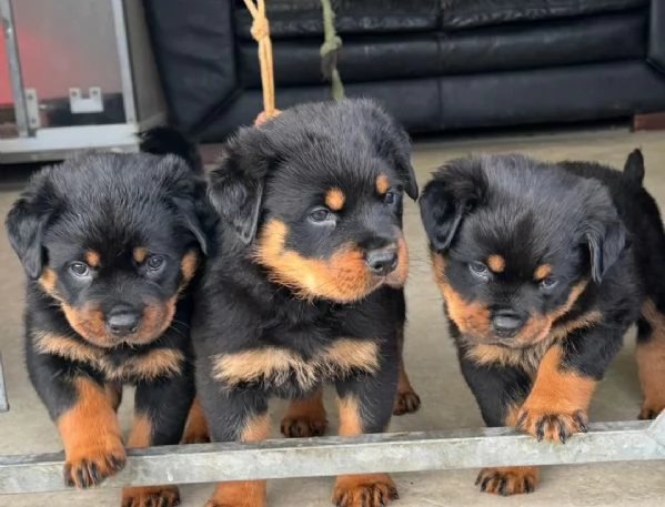 Splendidi cuccioli di Rottweiler | Foto 0