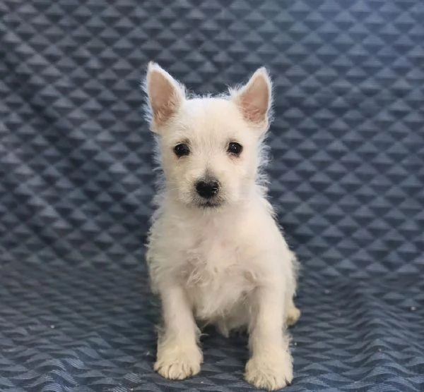 Cuccioli di West Highland