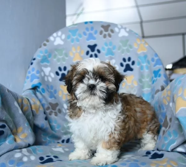 adorabile affettuoso Shih Tzu