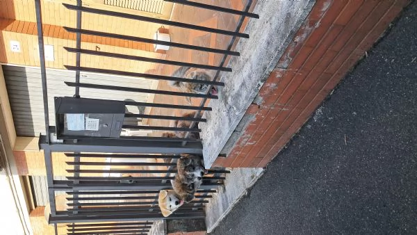 cuccioli di Akita inu | Foto 3