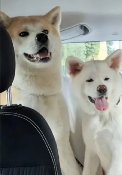 cuccioli di Akita inu | Foto 1