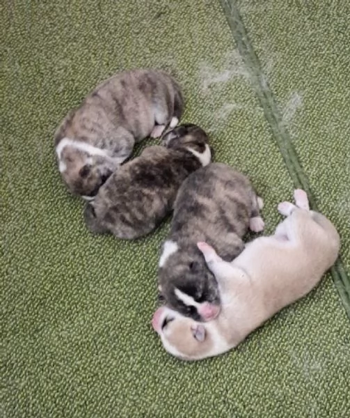 cuccioli di Akita inu | Foto 0