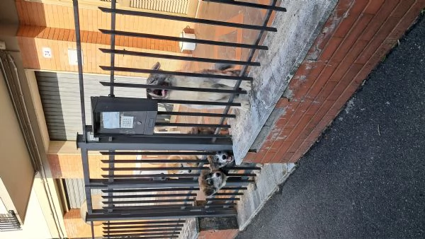 cuccioli di Akita inu | Foto 0