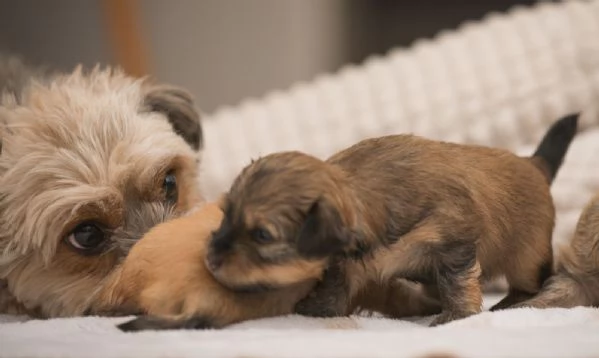 Cuccioli Havanese con pedigree di altissima genealogia  pronti per lItalia allinizio di maggio