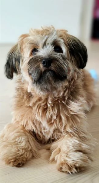 Cuccioli Havanese con pedigree di altissima genealogia  pronti per lItalia allinizio di maggio | Foto 6