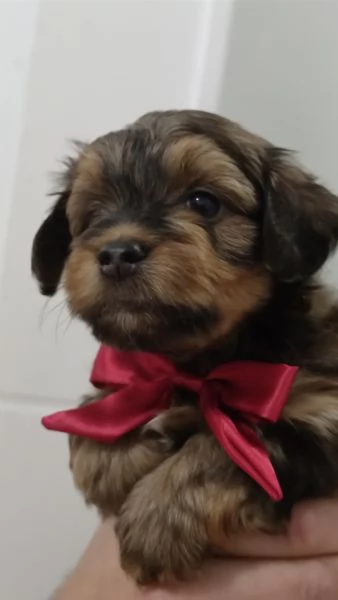 Cuccioli Havanese con pedigree di altissima genealogia  pronti per lItalia allinizio di maggio | Foto 4