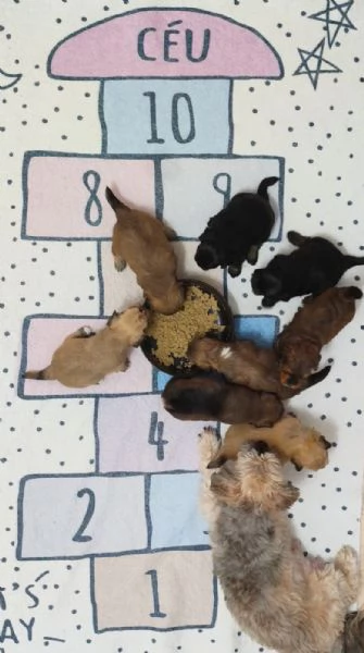 Cuccioli Havanese con pedigree di altissima genealogia  pronti per lItalia allinizio di maggio | Foto 3