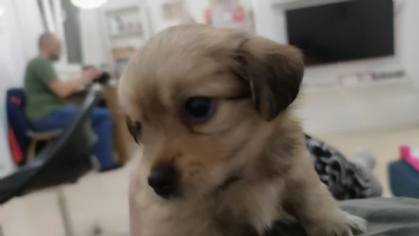 Cuccioli Havanese con pedigree di altissima genealogia  pronti per lItalia allinizio di maggio | Foto 2