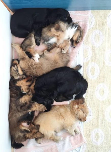 Cuccioli Havanese con pedigree di altissima genealogia  pronti per lItalia allinizio di maggio | Foto 1