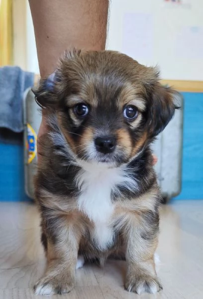 CUCCIOLI DI HAVANESE