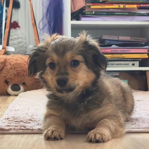 Two Shavanese  short haired havanese female puppies | Foto 5
