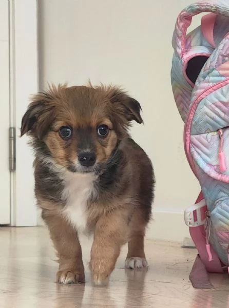 Two Shavanese  short haired havanese female puppies | Foto 4